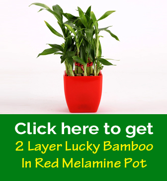 Lucky Bamboo (Dracaena sanderiana) - Free Plant